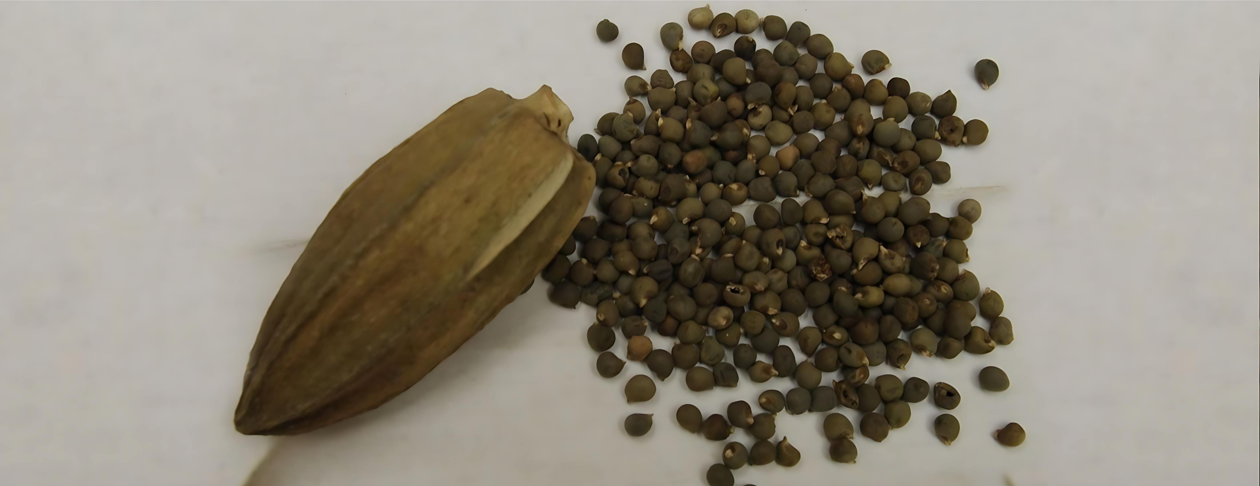 perfumes arabes de almizcle, Perfumes árabes de almizcle